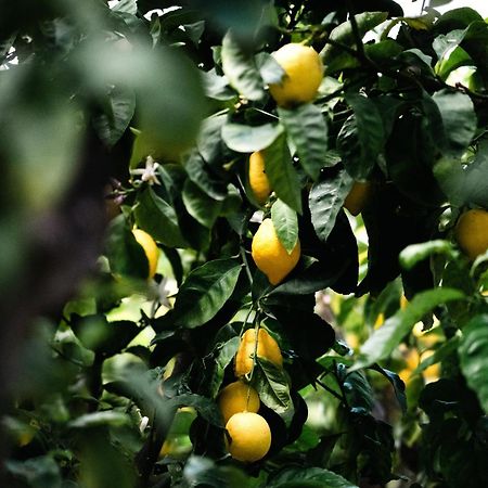 Masseria Fanizzi 孔韦尔萨诺 外观 照片