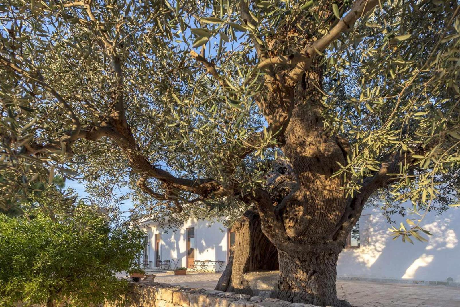Masseria Fanizzi 孔韦尔萨诺 客房 照片