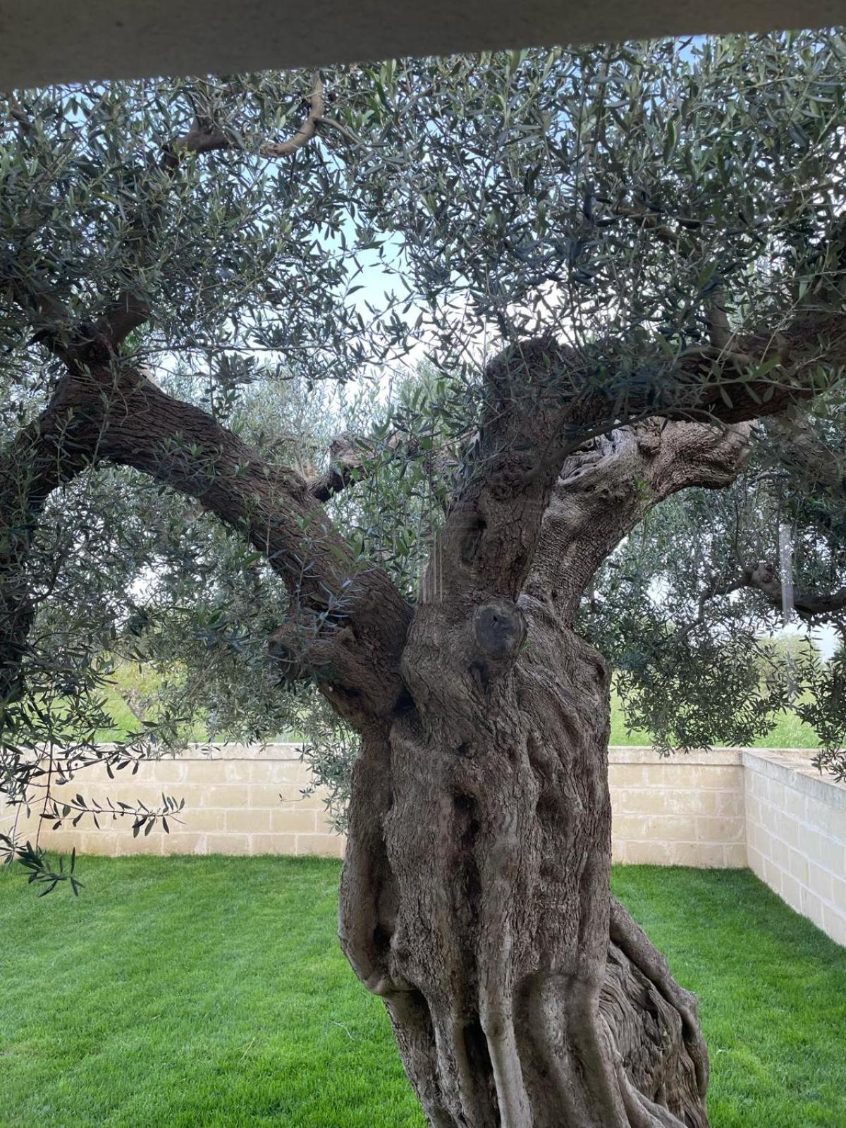 Masseria Fanizzi 孔韦尔萨诺 客房 照片